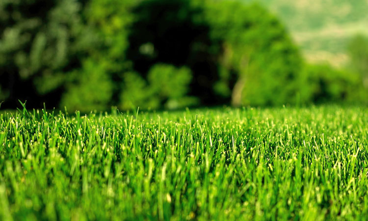 用綠色點(diǎn)綴世界，用生機(jī)感動(dòng)人心